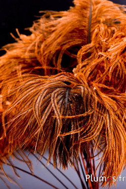 Panicule autruche - 35-40 cm - or aztèque-gris naturel